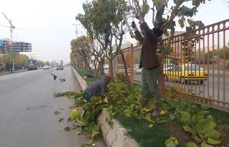 هرس و بازپیرایی درختان اقاقیا در سطح شهر ارومیه تداوم دارد