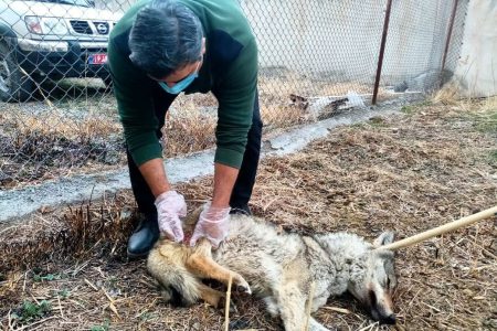 مداوای گرگ خاکستری مصدوم در خوی