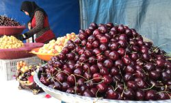 پنجمین جشنواره گیلاس اشنویه برگزار می‌شود