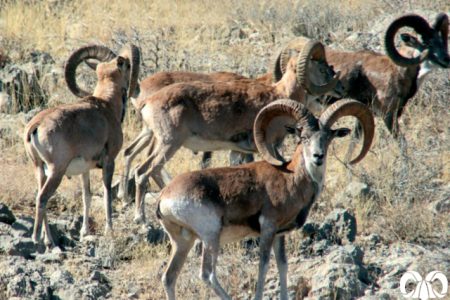 شناسایی هزار راس قوچ و میش در آخرین سرشماری پارک ملی دریاچه ارومیه