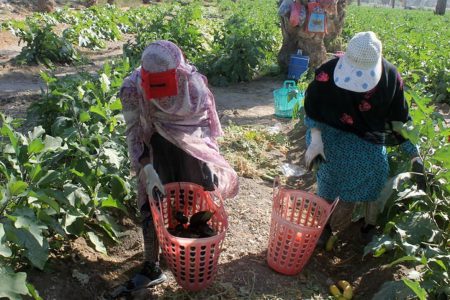 تولید سالانه یک میلیون تن انواع محصولات کشاورزی در میاندوآب