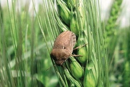 مبارزه با سن مادری گندم در ۱۰۰ هزار هکتار از اراضی آذربایجان غربی