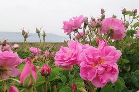 امسال ۶۰ تن گل محمدی از گلستانهای چالدران برداشت می‌شود