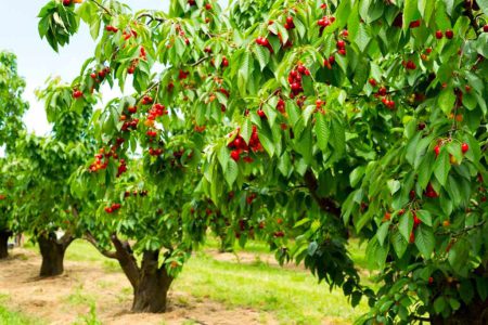 ۲۲ هزار تُن گیلاس از باغات خوی برداشت می‌شود