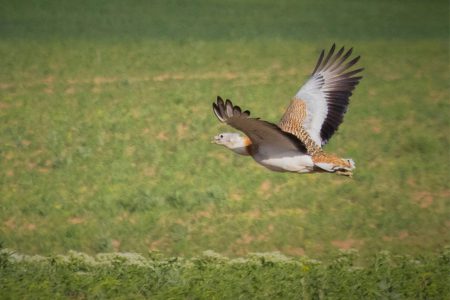 جذب 10 میلیارد ریال اعتبار در راستای برنامه عمل حفاظت از میش مرغ