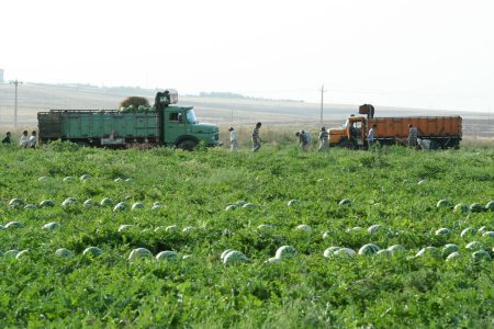 امسال بیش از ۱۷ هزار تُن هندوانه از مزارع پلدشت برداشت می شود