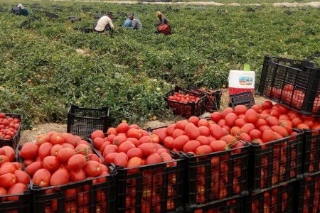 برداشت گوجه ‌فرنگی از مزارع آذربایجان‌غربی آغاز شد