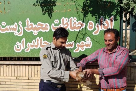 يک بهله سارگپه تحویل اداره حفاظت محیط زیست چالدران شد