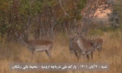 انتقال ۶ گوزن زرد ایرانی از پناهگاه حیات وحش دشت ناز میاندورود به پارک ملی دریاچه ارومیه