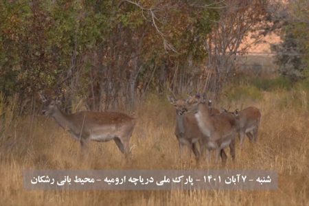 انتقال ۶ گوزن زرد ایرانی از پناهگاه حیات وحش دشت ناز میاندورود به پارک ملی دریاچه ارومیه