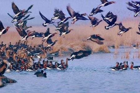 آذربایجان غربی جزو سه استان برتر از لحاظ زیستگاه پرندگان است