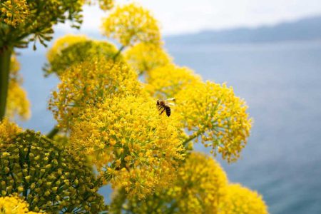 کشت ۳ هزار هکتار گیاهان دارویی در راستای اجرای طرح جهش تولید در دیمزارهای آذربایجان غربی