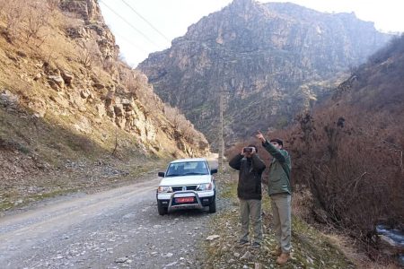 ۶ راس کل و بز وحشی در ارتفاعات صفر مرزی ایران و عراق دیده شد