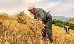 رتبه اول کشوری آذربایجان غربی در عملیات بیمه گری اراضی زراعی