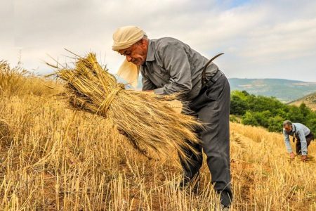 رتبه اول کشوری آذربایجان غربی در عملیات بیمه گری اراضی زراعی