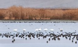 سرشماری نیمه زمستانه پرندگان آبزی و کنار آبزی استان آذربایجان غربی