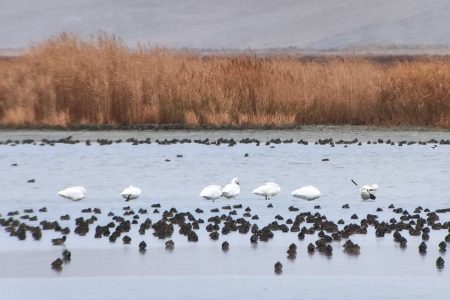 سرشماری نیمه زمستانه پرندگان آبزی و کنار آبزی استان آذربایجان غربی