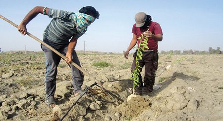 آغاز عملیات اجرایی کاشت نهال‌ در سطح شهر ارومیه