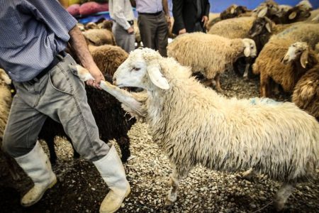 کشف ۱۴۹ راس دام در ارتفاعات هنگ مرزی ارومیه