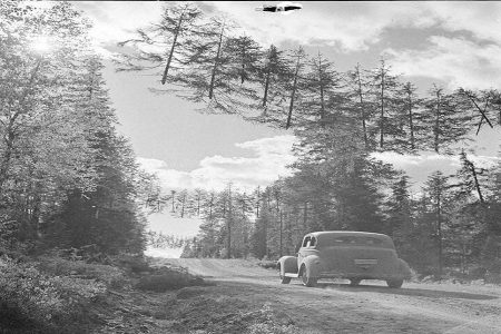 عکسی عجیب از درختان معلق در جنگ جهانی دوم