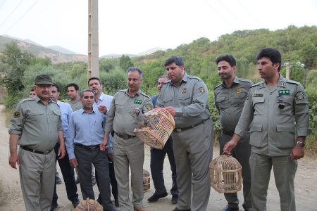 رهاسازی ۴ کبک وحشی در منطقه حفاظت شده جنگلی میرآباد