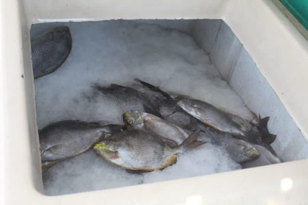کشف بیش از ۲ تن ماهی قاچاق در مرزهای شمالی آذربایجان غربی