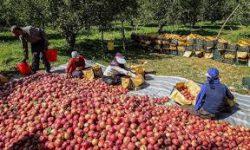 غربی آذربایجان دا ۴۰ مین تن “یای آلماسی” برداشت اولاجاق 