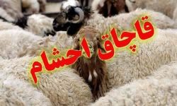 کشف۱۱۶ راس دام قاچاق در مرزهای آذربایجان غربی