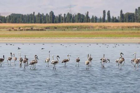 ارتقاء ضریب حفاظتی پارک ملی دریاچه ارومیه
