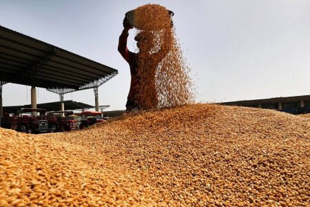 آمادگی ۶۷ مرکز برای خرید گندم مازاد بر مصرف زارعان در آذربایجان غربی