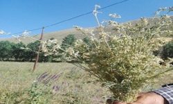 شناسایی و ثبت جهانی گونه جدید گیاهی