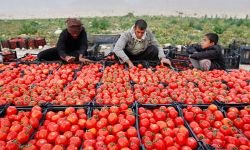 امسال بیش از ۳۴۰ هزار تن گوجه ‌فرنگی از مزارع آذربایجان‌غربی برداشت می شود