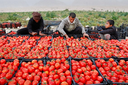 امسال بیش از ۳۴۰ هزار تن گوجه ‌فرنگی از مزارع آذربایجان‌غربی برداشت می شود