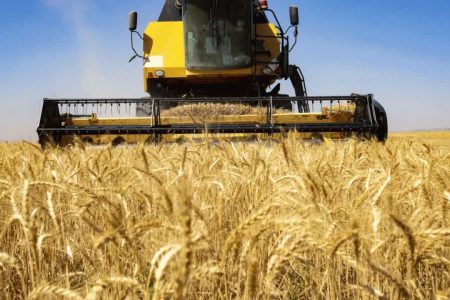 بوکان رکورد دار تولید گندم در آذربایجان غربی