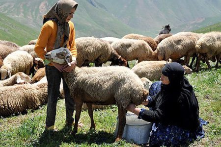 مرکزی برای تولیدات عشایری آذربایجان‌غربی/ ۱۷ هزار تن شیر و ۱۳۰۰ تن گوشت