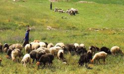 برخورد با متخلف چرای غیر مجاز احشام در پارک ملی دریاچه ارومیه