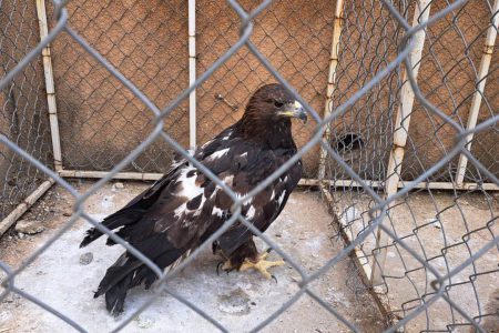 بازگشت یک بهله عقاب طلایی به دامان طبیعت در مهاباد