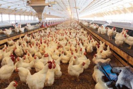 فعالیت ۲۹ واحد مرغداری تخم گذار درآذربایجان غربی/ تولید سالانه نزدیک به ۱۰ هزار تن تخم مرغ در استان