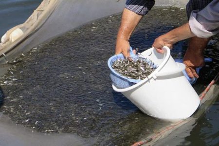 رهاسازی بیش از ۷ میلیون قطعه انواع بچه ماهی گرمابی در منابع آبی آذربایجان غربی آغاز شد