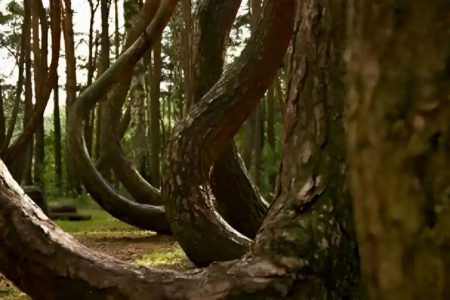 رد پای یک بشقاب پرنده در جنگل‌های لهستان!/ علت شکل عجیب درختان چیست؟/ عکس
