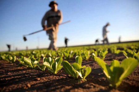 ۶ درصد از کل تولیدات کشاورزی کشور در آذربایجان غربی تولید می شود