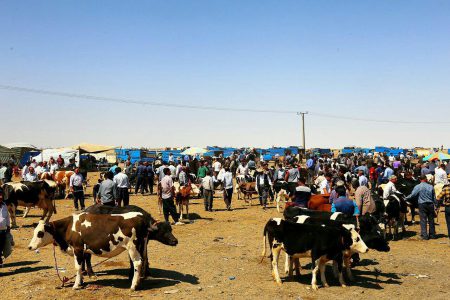 لزوم شناسایی،کاهش و حذف آسیب پذیری در میادین دواب آذربایجان غربی