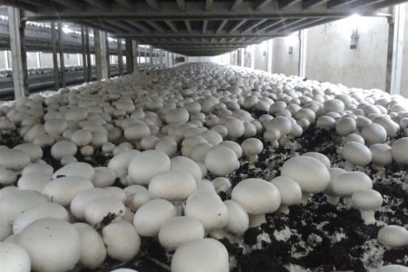 تولید سالانه ۳۰۰۰ تُن قارچ خوراکی در آذربایجان‌ غربی