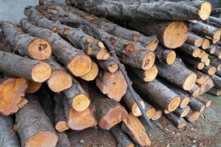 تعزیر قاچاقچی چوب جنگلی در مهاباد