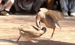 گردهمایی چند صد نفری نزاع کبک‌ها منحل شد