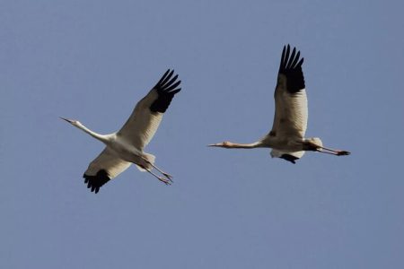 سفر دورنالار از آذربایجان‌غربی به مقصد سیبری آغاز شد