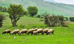 مرتع داران آذربایجان غربی از چرای زودهنگام دام خودداری کنند