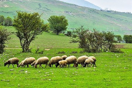 مرتع داران آذربایجان غربی از چرای زودهنگام دام خودداری کنند