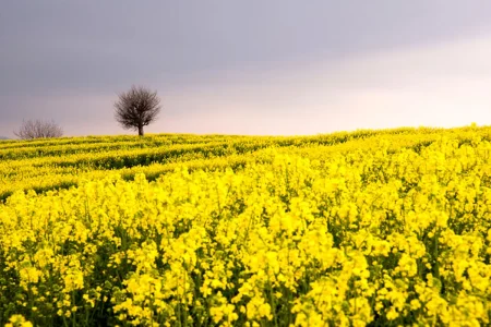 پیش‌بینی تولید ۱۶۰۰ تن کلزا در میاندوآب