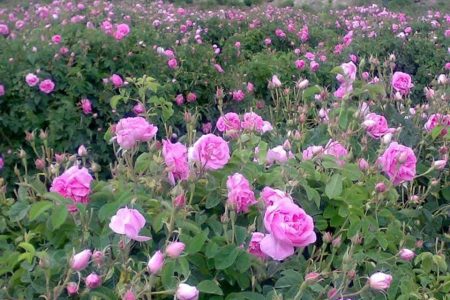 آغاز برداشت گل محمدی از گلستان‌های آذربایجان غربی